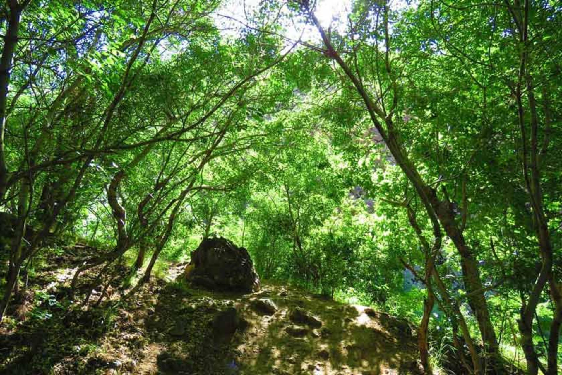 طبیعت سرزنده گلابدره