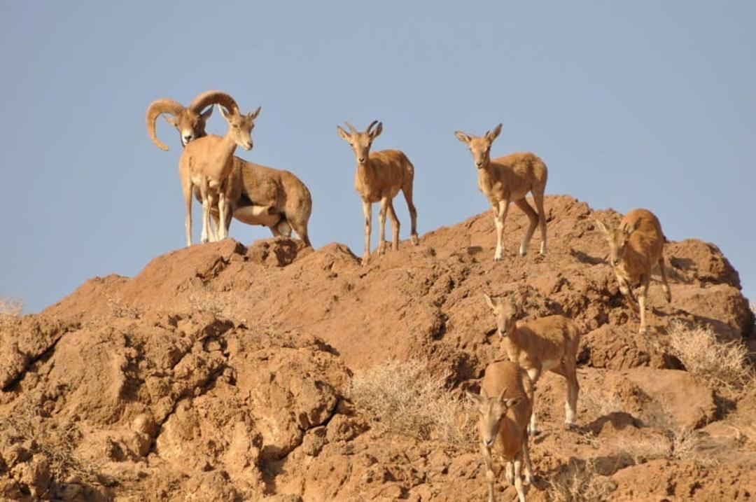 پارک ملی سیاه کوه