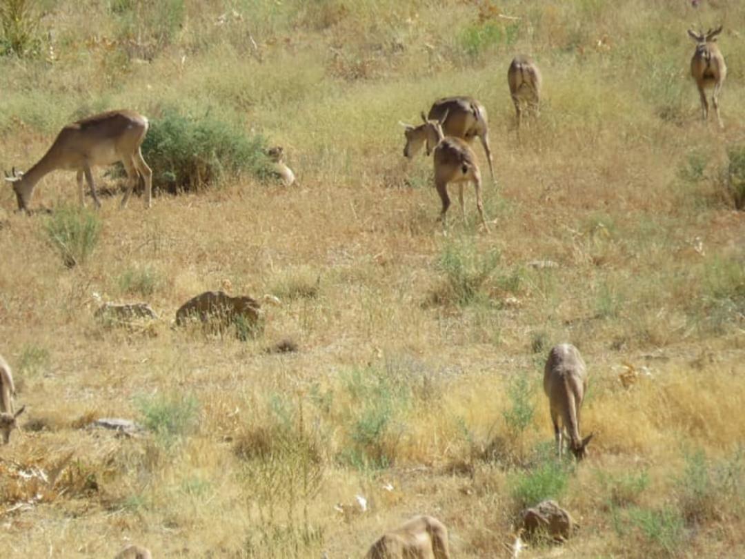 پارک ملی موته