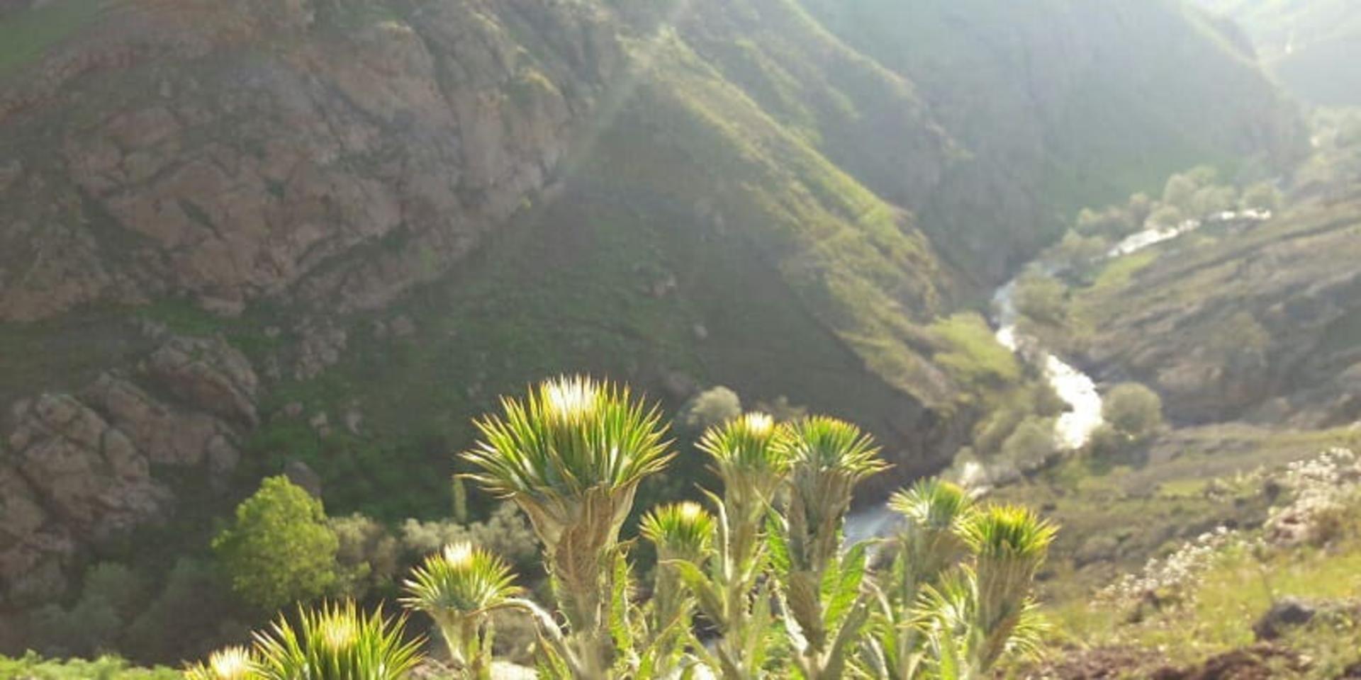 گیاهان اشکورات