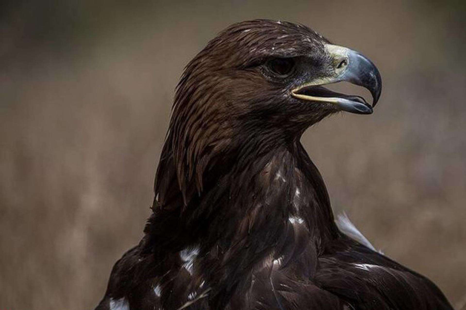 پرندگان شکاری در پارک ملی خجیر