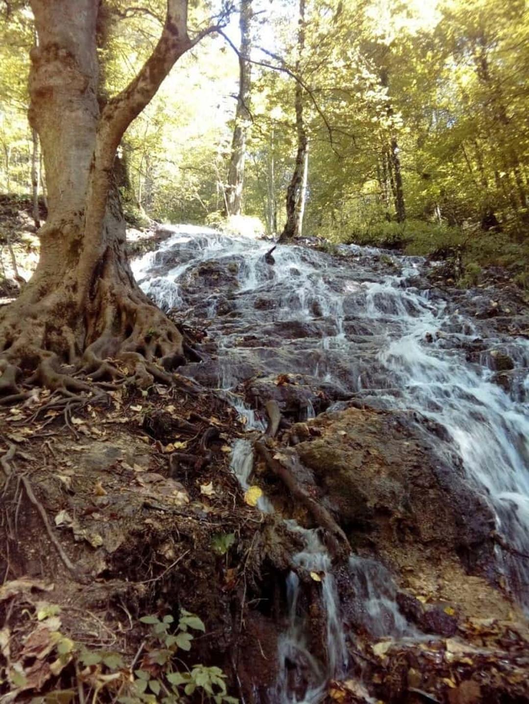 جنگل بولا