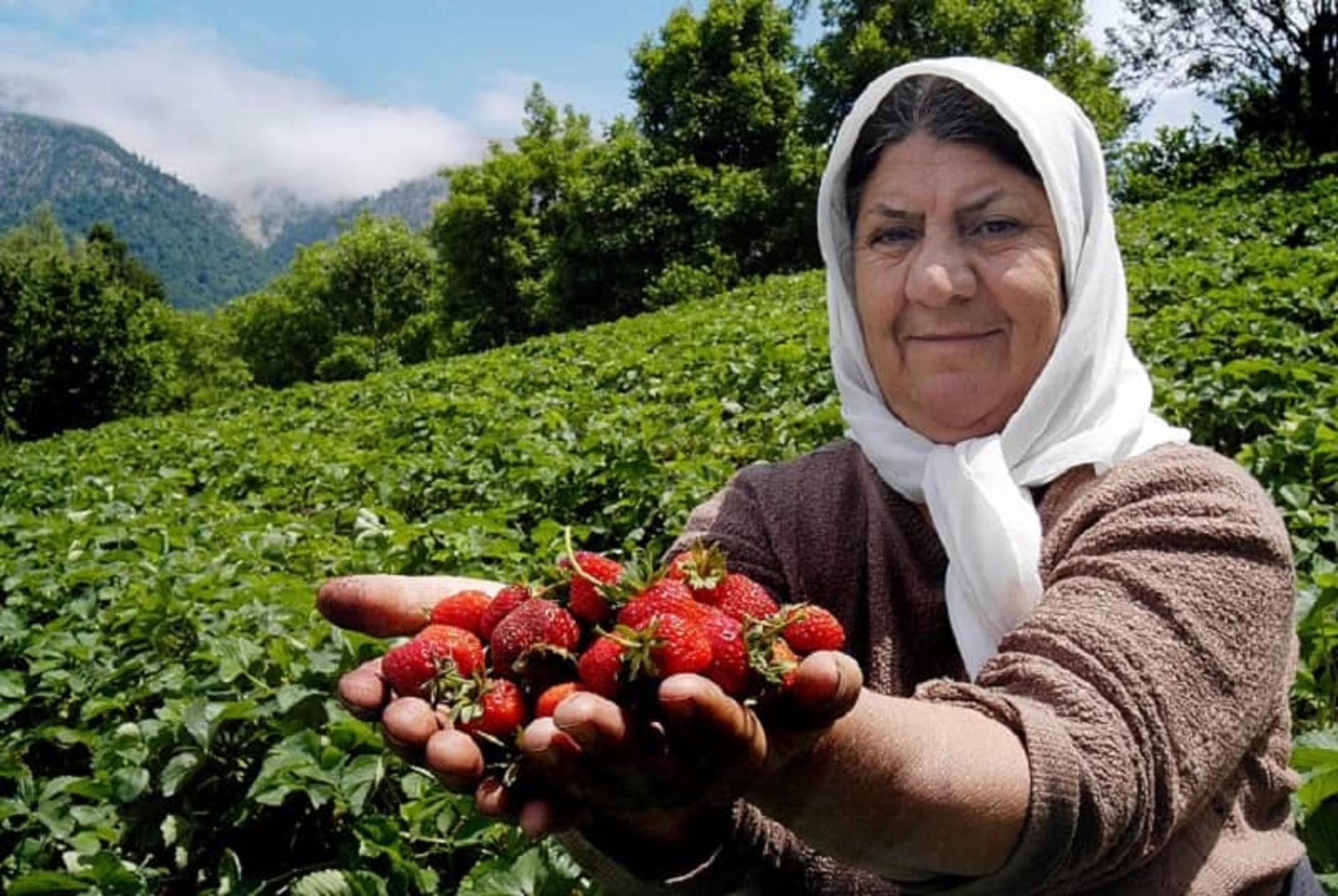 توت‌فرنگی ارگانیک سی‌دشت
