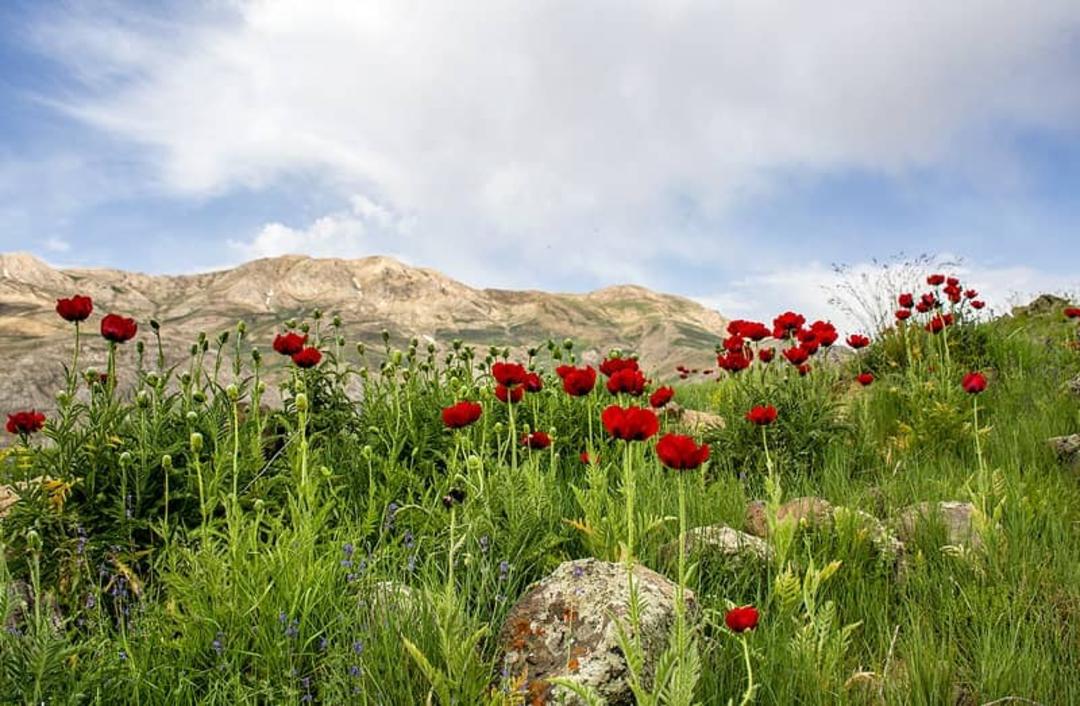 طبیعت هلودشت