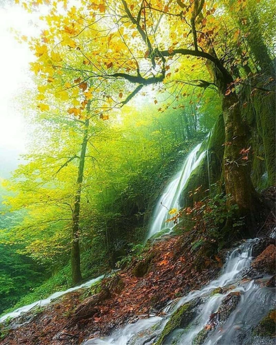 آبشاز خزه ای بولا