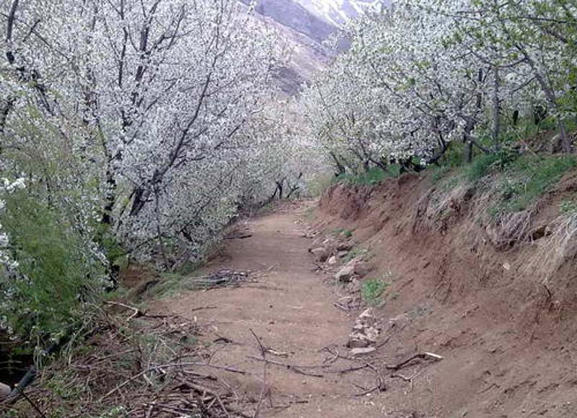 شکوفه های بهاری در مسیر روستای سنگان
