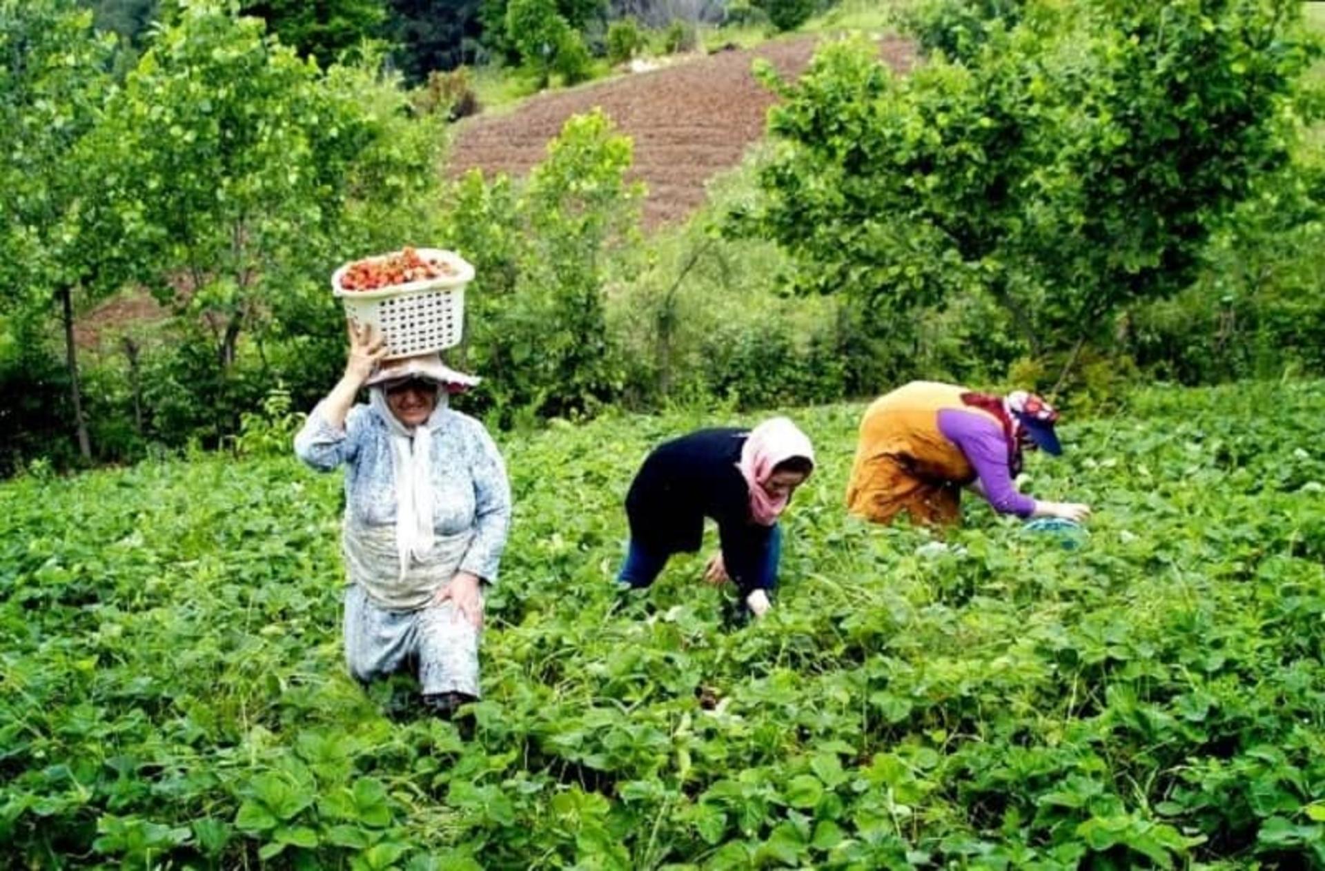 زنان سی‌دشت در حال چیدن توت‌فرنگی