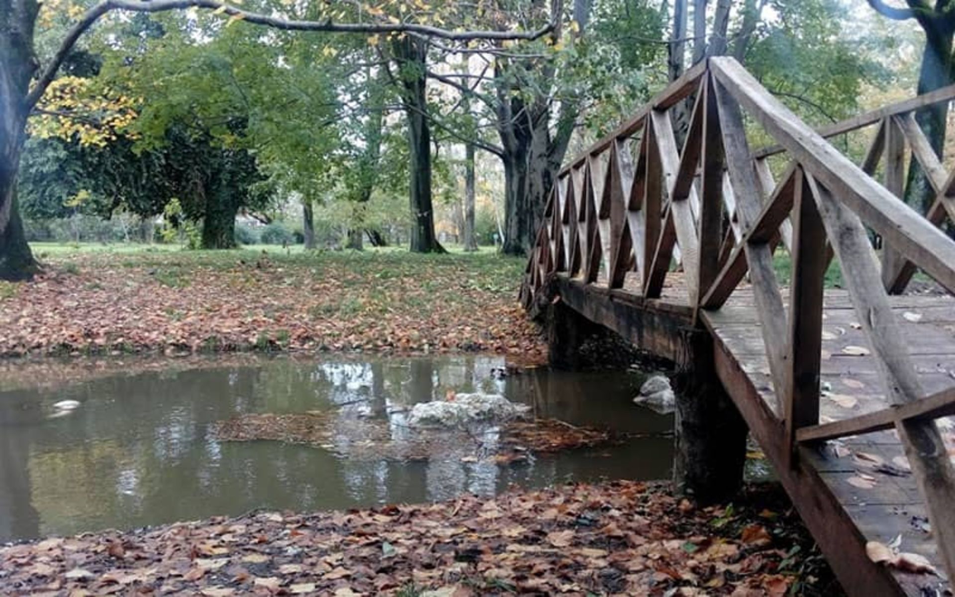 پلی چوبی در میان جنگل