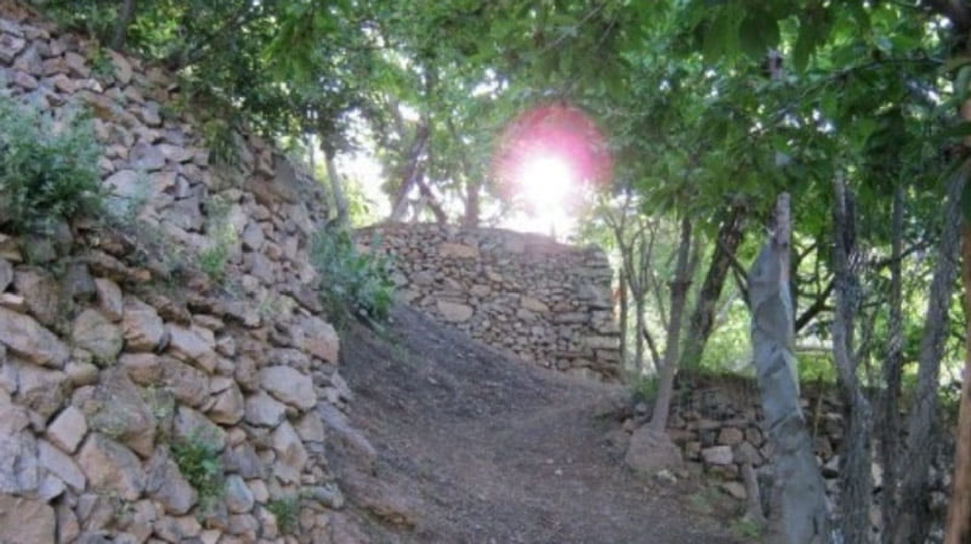 درخشش خورشید از میان درختان سبز روستای رندان