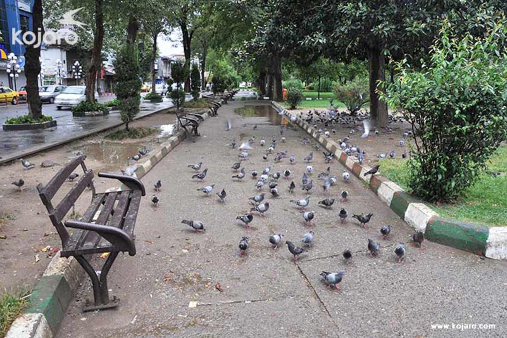کبوتران در سبزه میدان رشت