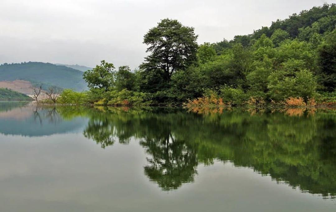 بوته های سرسبز و درختان انبوه در جوار دریاچه در جنگل لفور