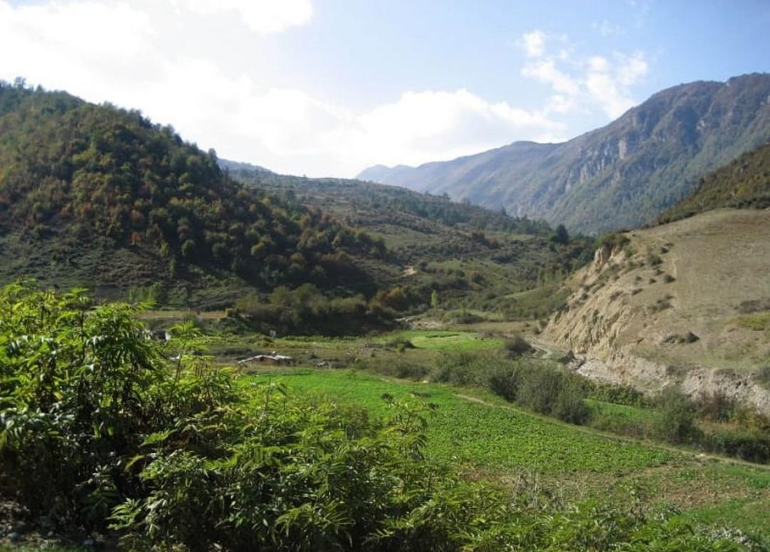 جنگل روستای زیارت