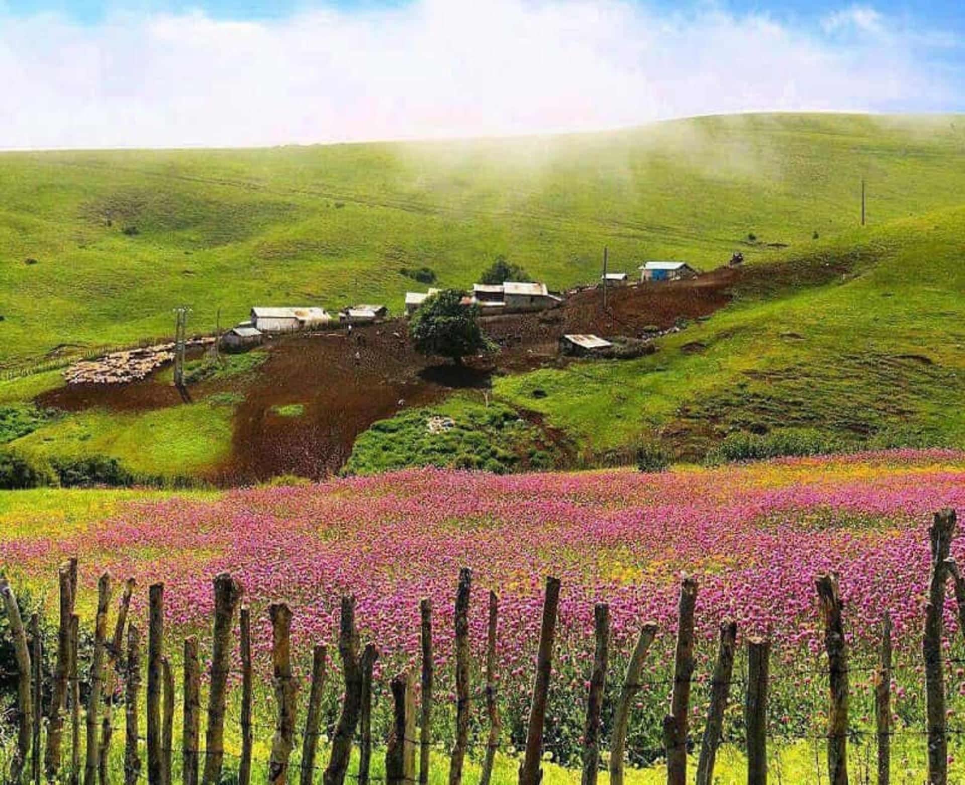 خصیل دشت