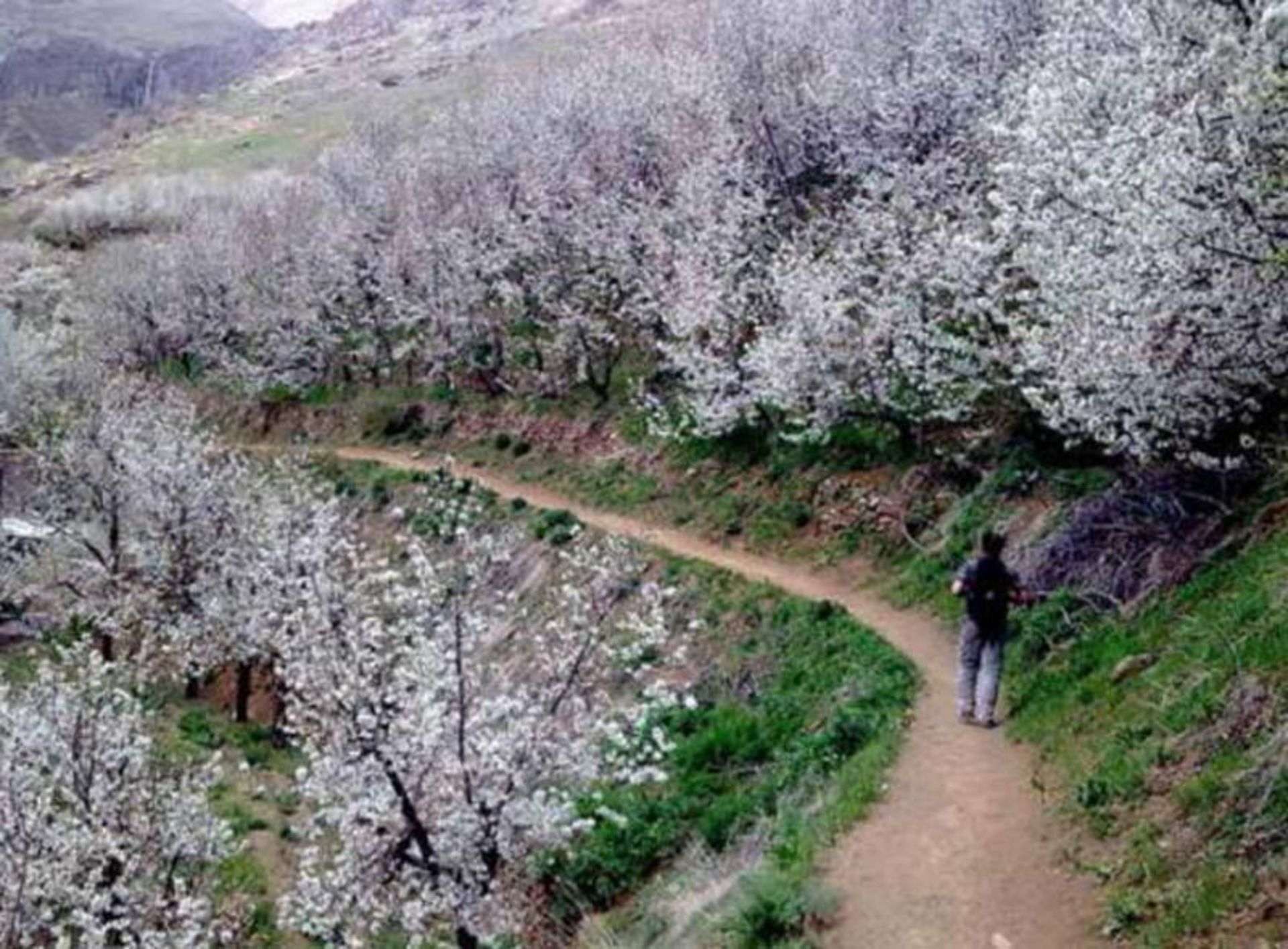 مسیر روستای رندان در فصل بهار با درختان پر از شکوفه