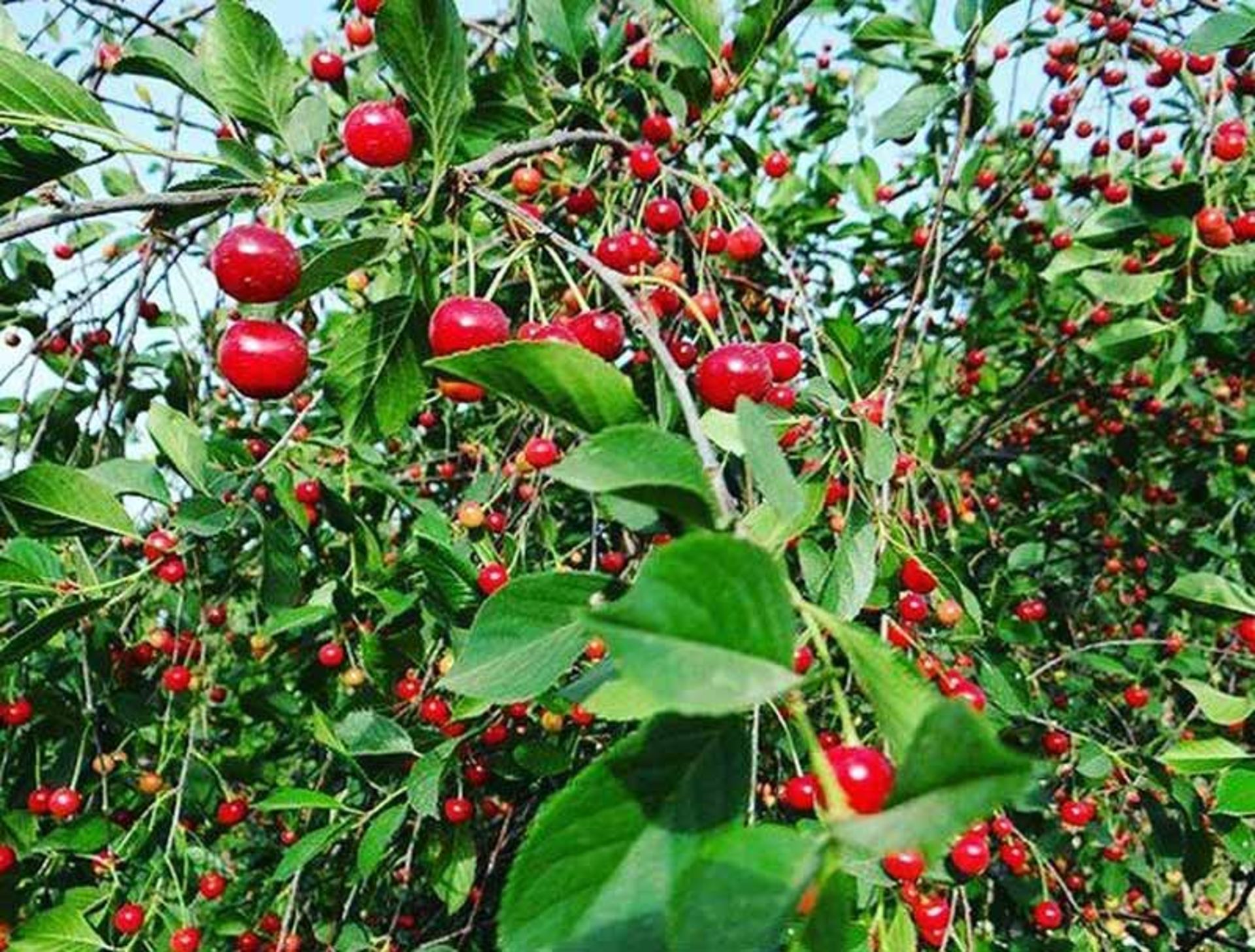 گیلاس های قرمز روی درختان روستای رندان از نمای نزدیک