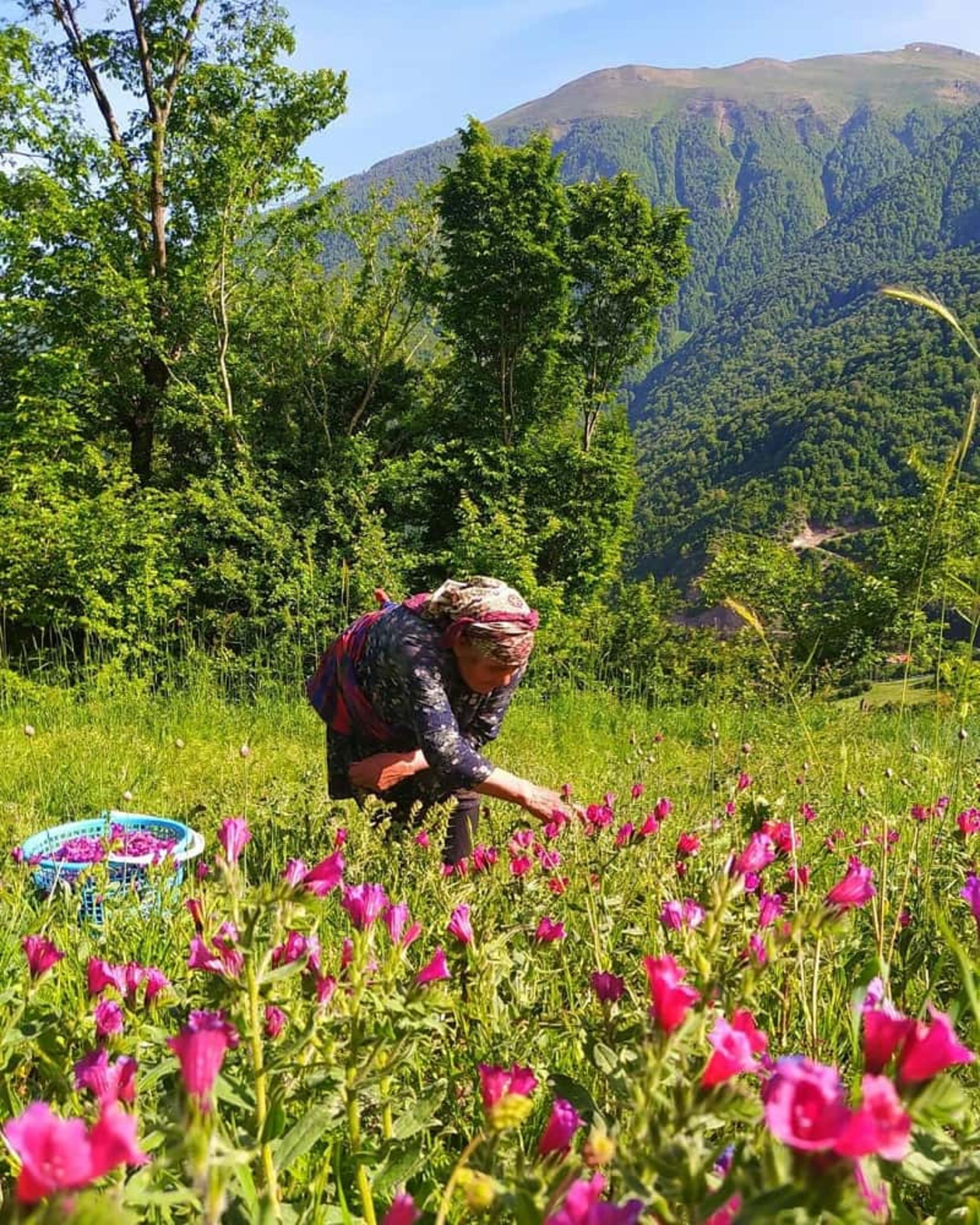 کشت گل‌گاوزبان