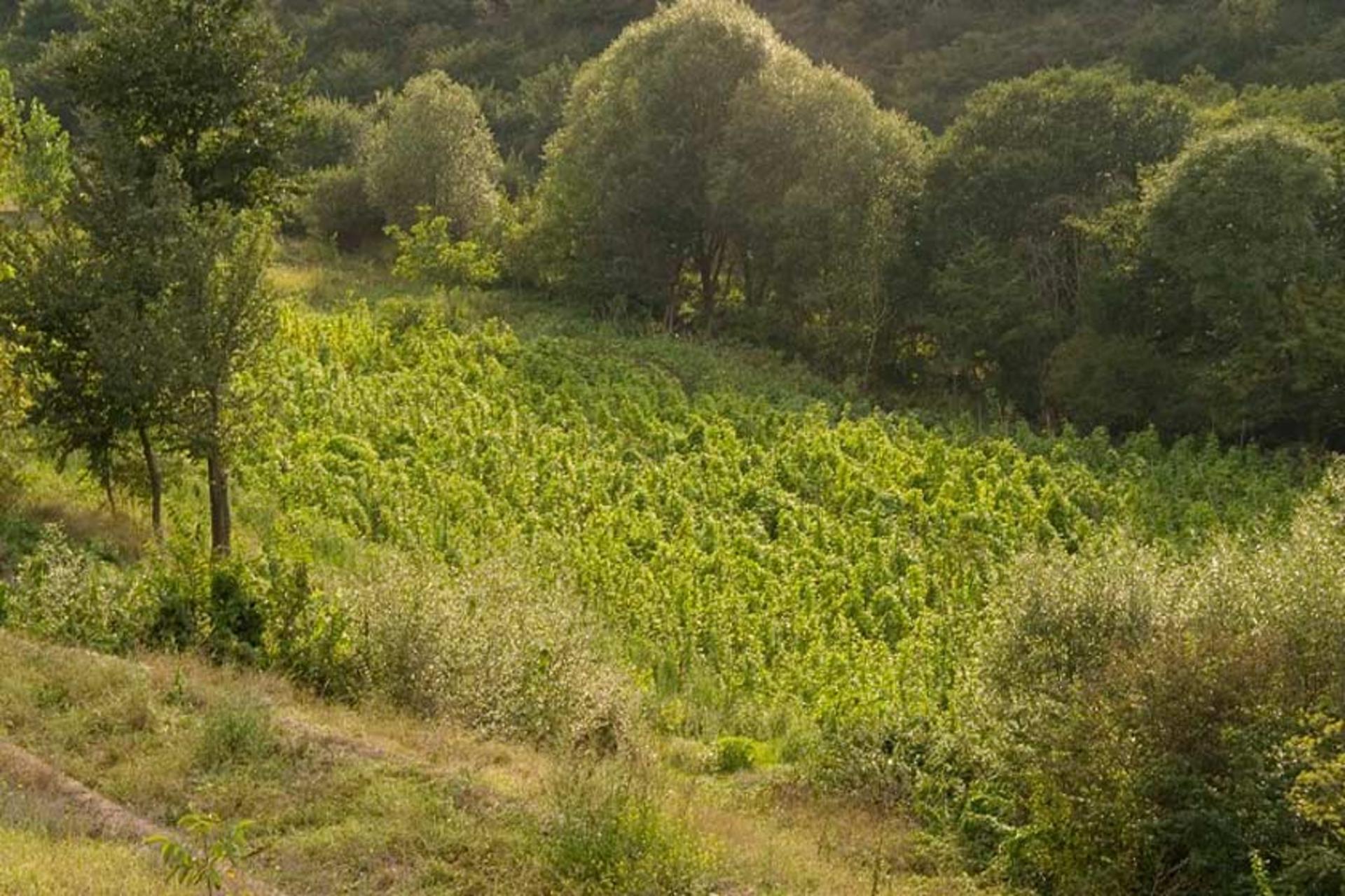 زیبایی‌های طبیعی روستای کندلوس