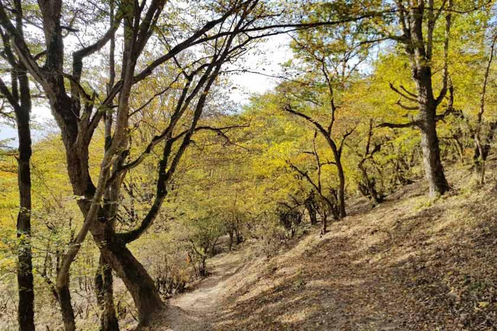 درختان پاییزی در جنگل الیمستان