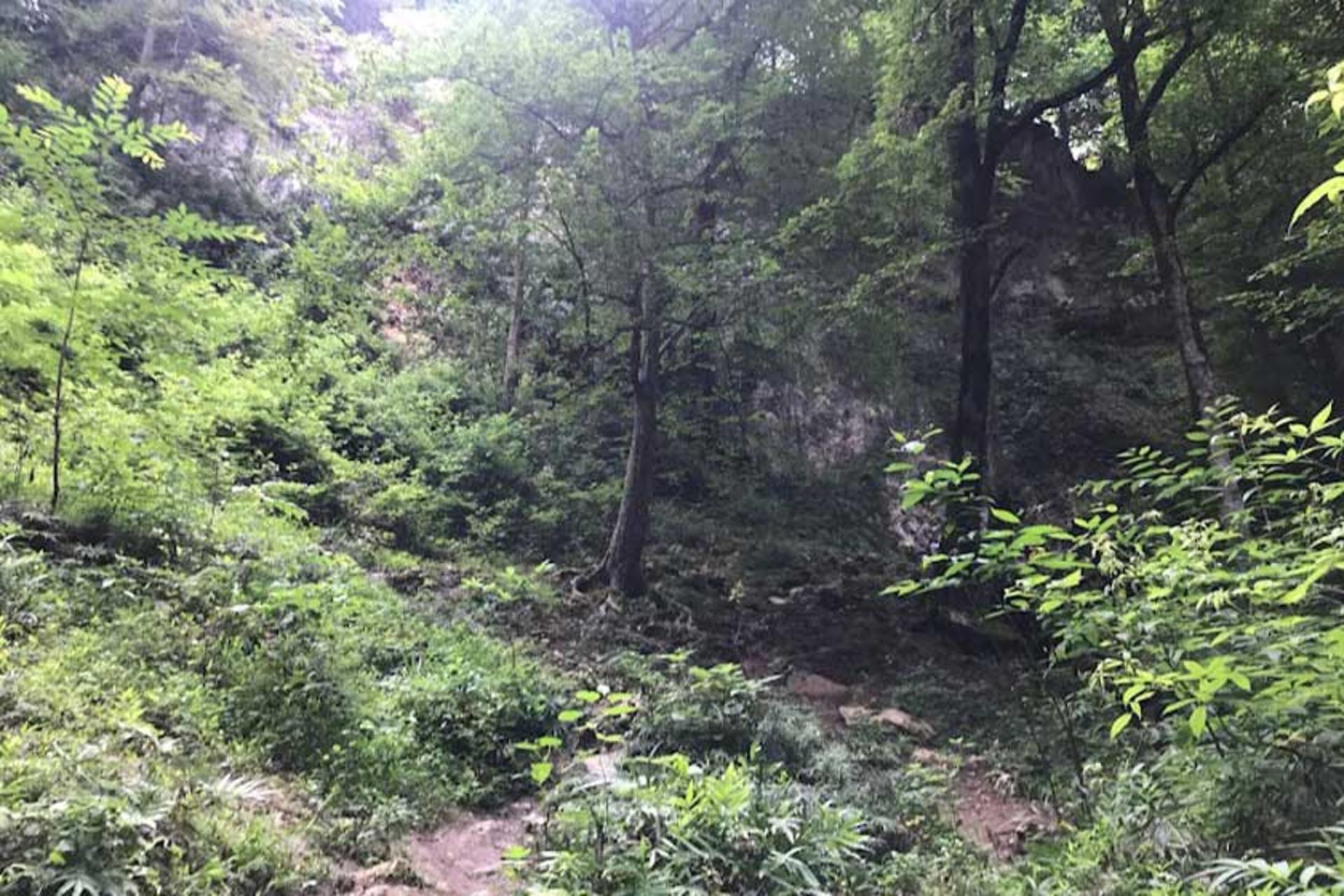 جنگل‌نوردی در مسیر غار آبی دانیال