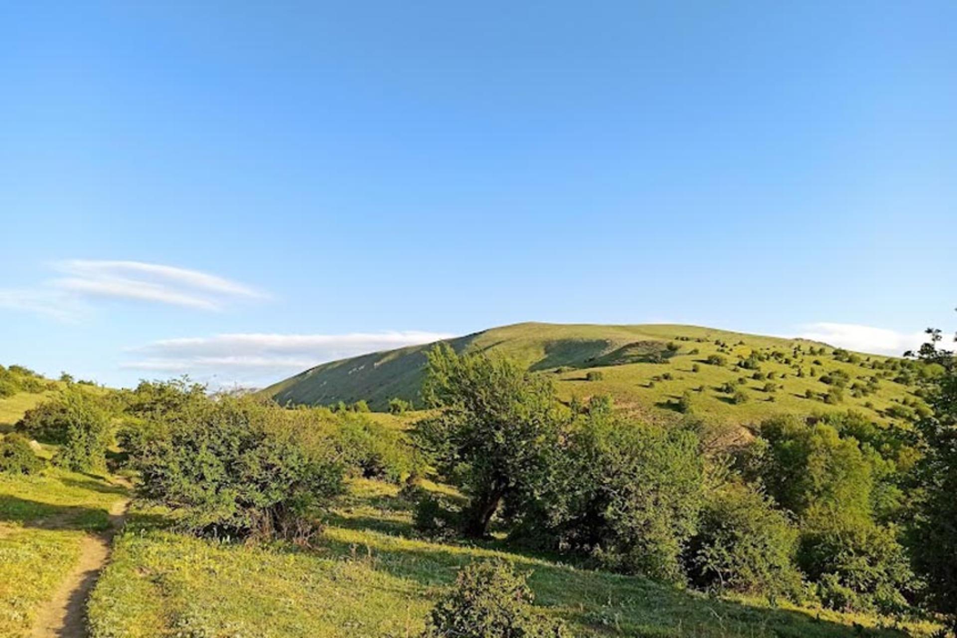 چشم‌انداز مخملی جنگل الیمستان