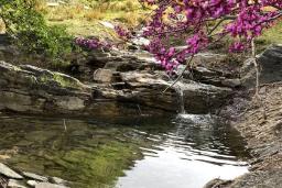 برکه آبی در کنار درخت ارغوان