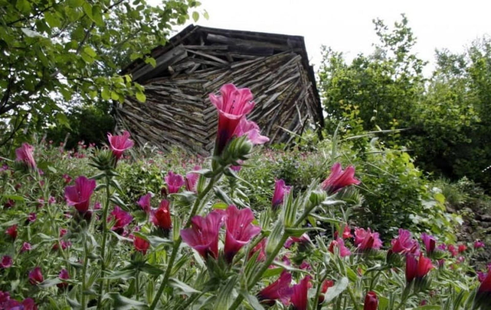 کشت گل‌گاوزبان