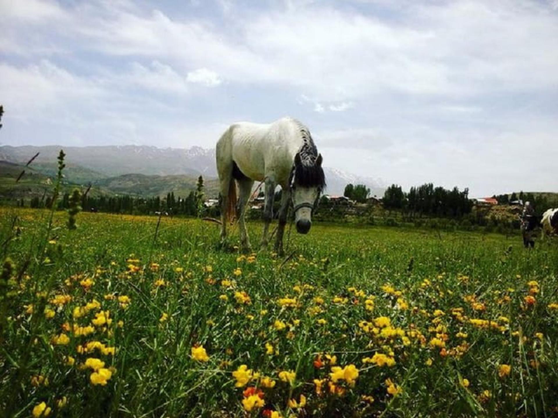 اسبی در حال چرا در روستای سله بن