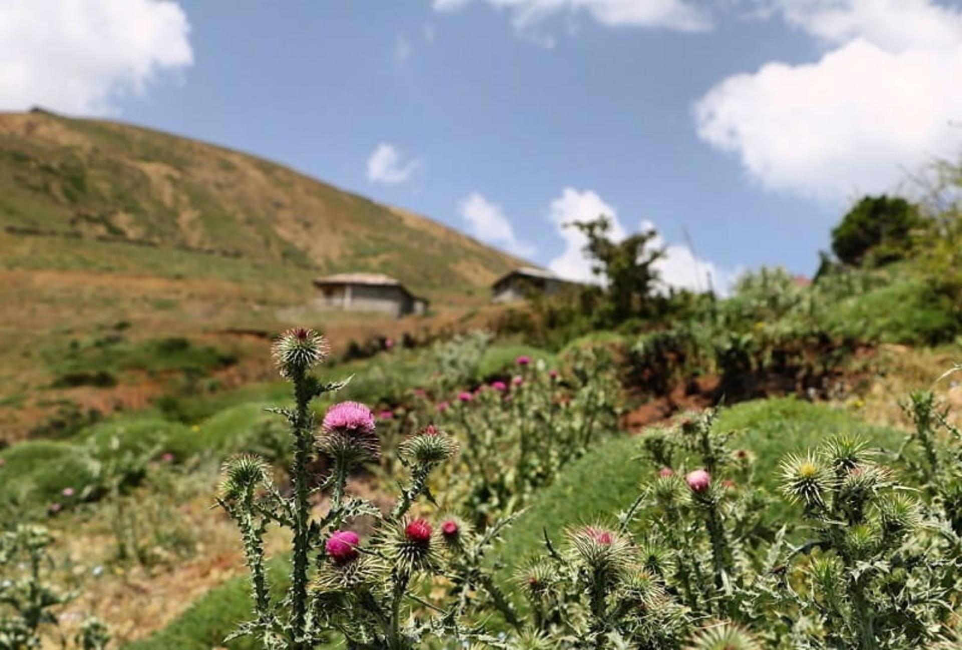 فصل بهار در روستای لاکوم
