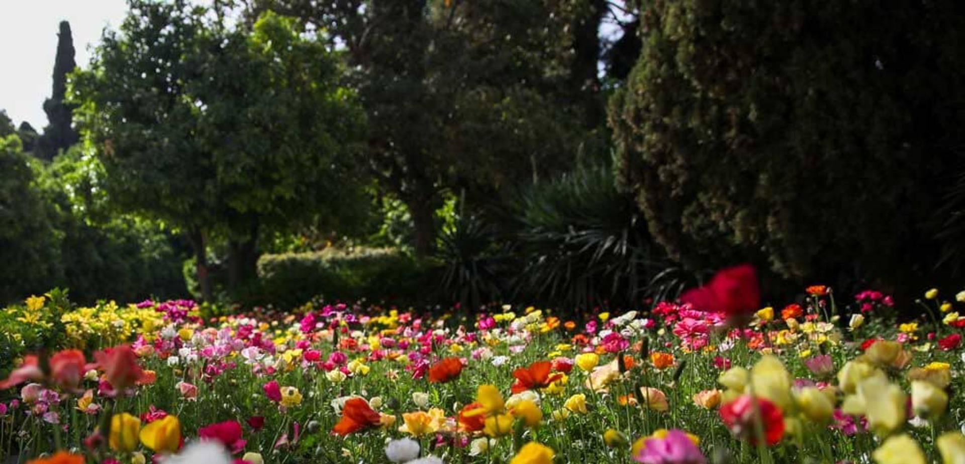 گلستان رز باغ ارم