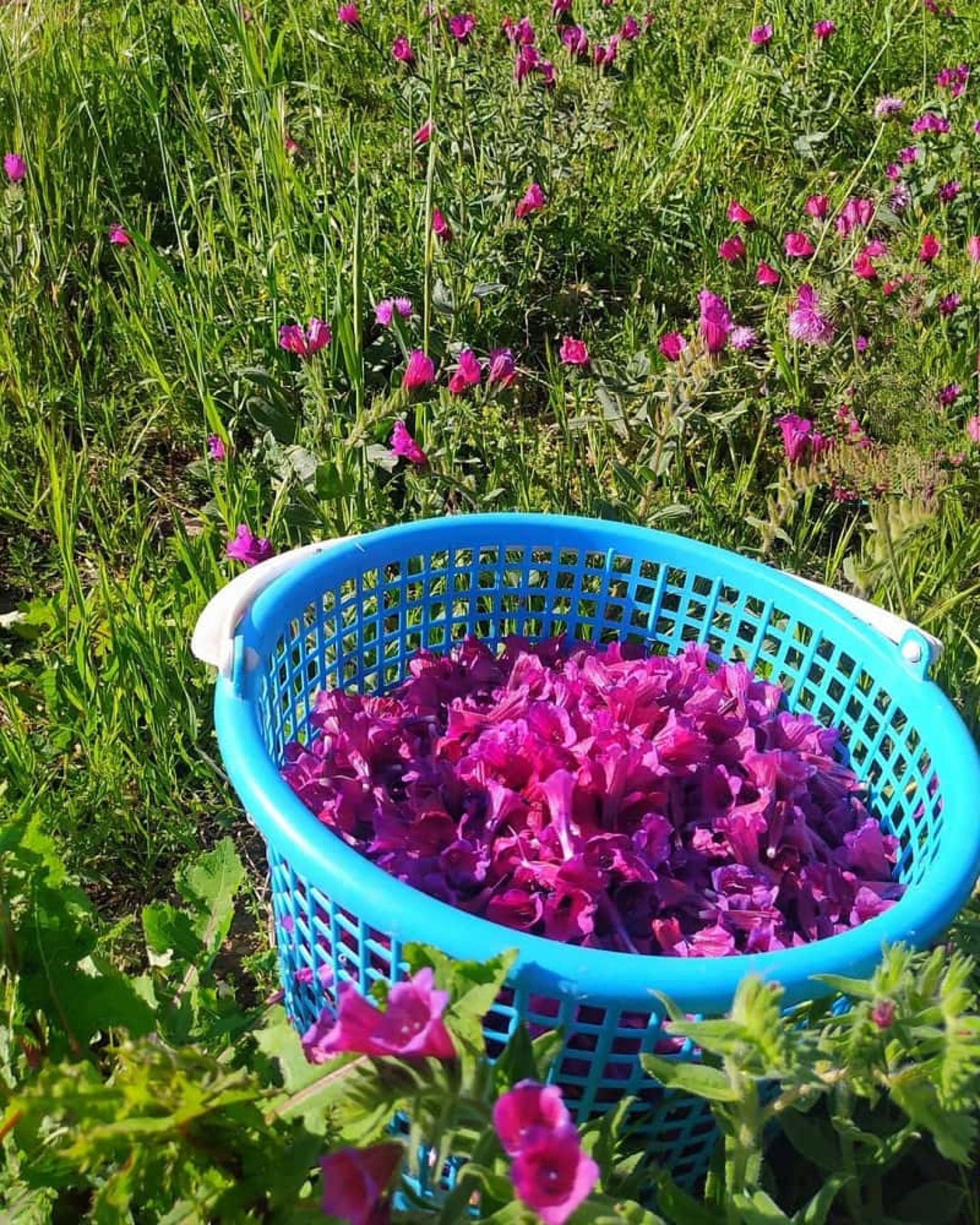 چیدن گل‌گاوزبان