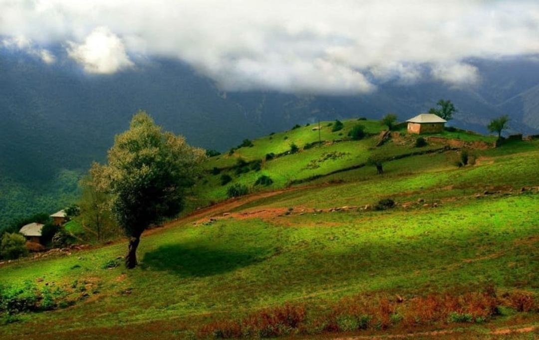 پوشش گیاهی آلاشت