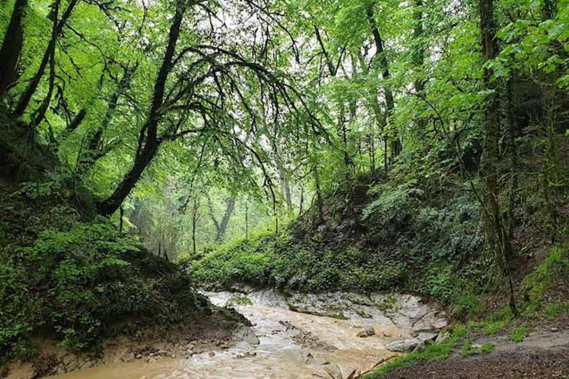 طبیعت زنده در جنگل انجیلی