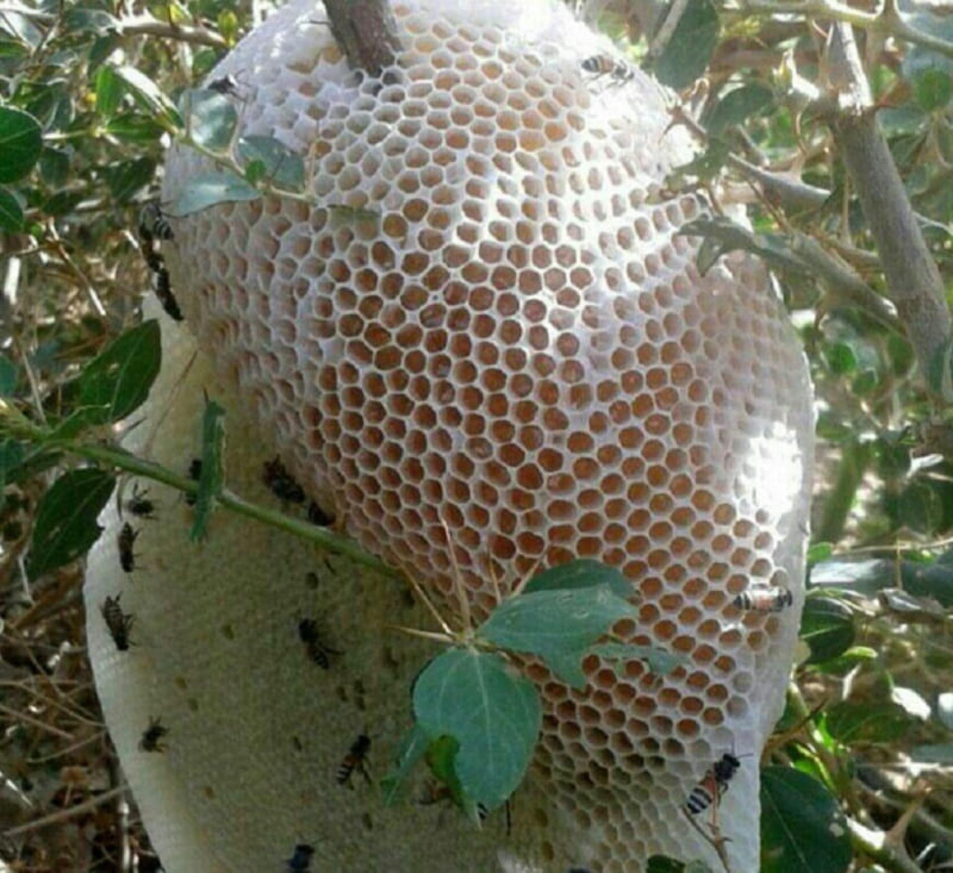 عسل سله بن