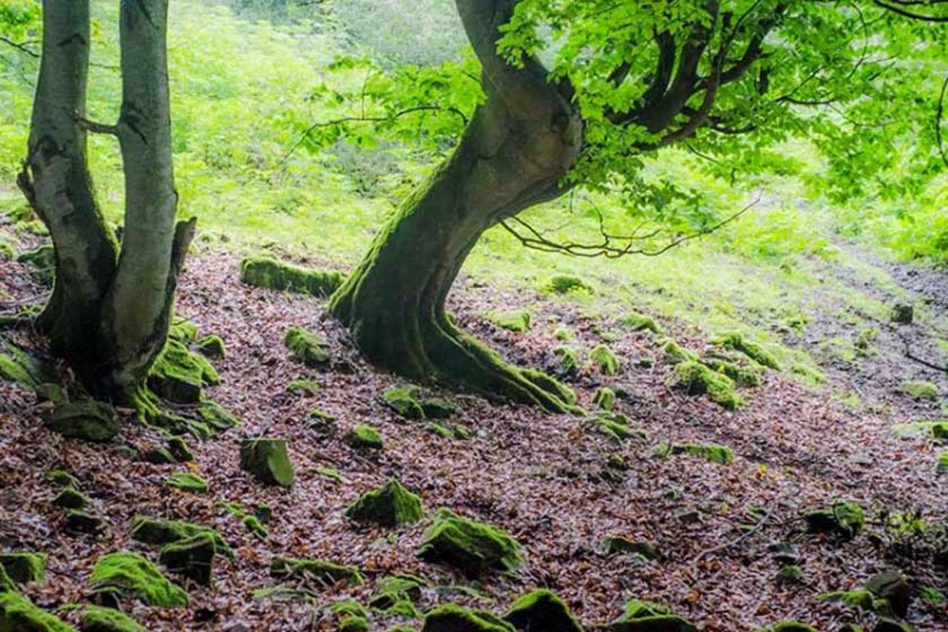 طبیعت جنگل ارفع ده