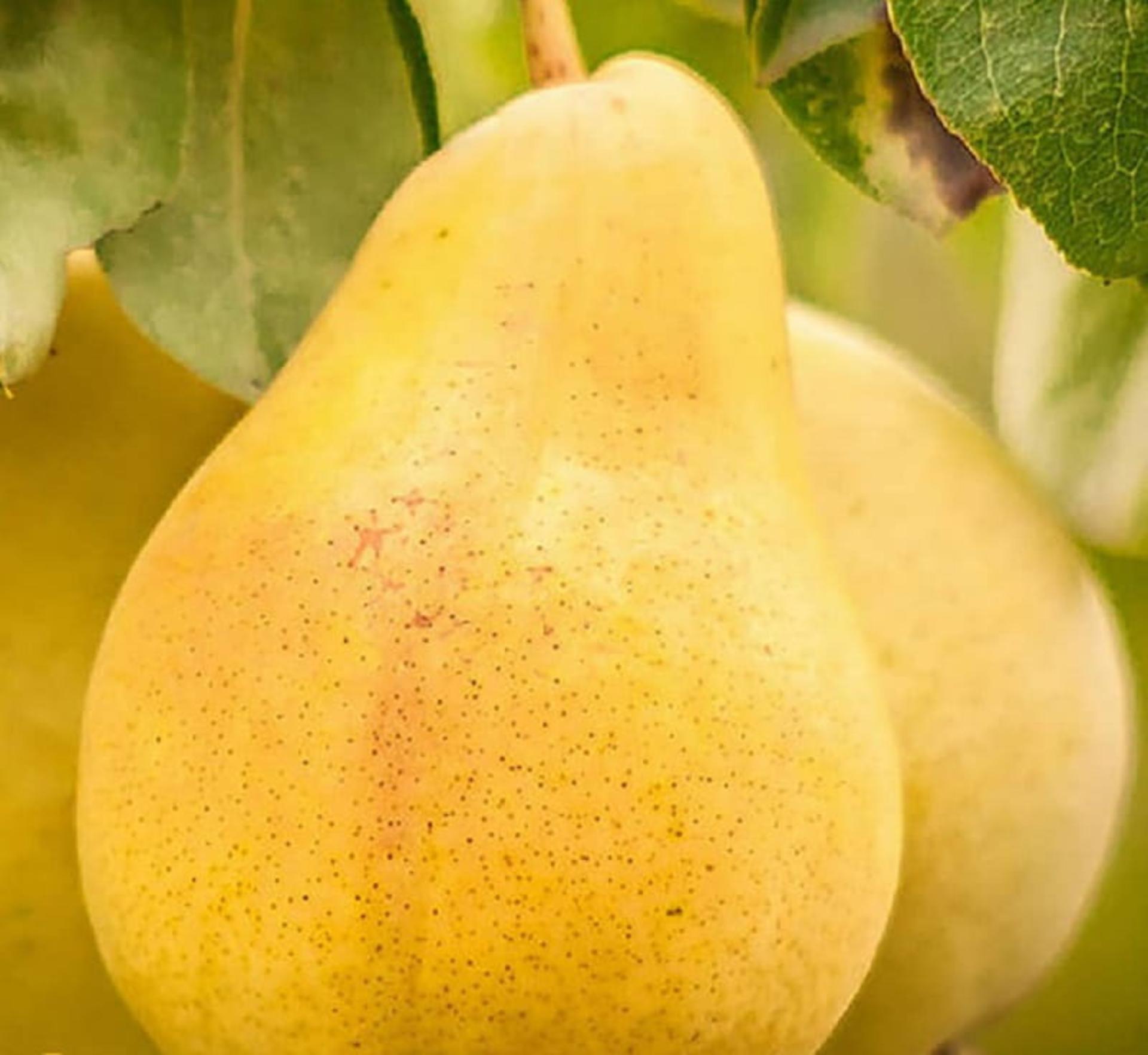 گلابی سله بن