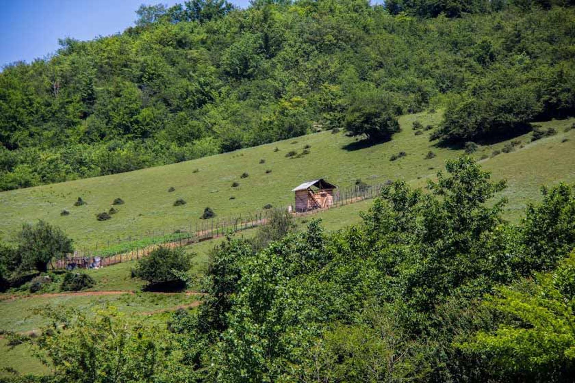 طبیعت زیبای اطراف جنگل انجیلی سوادکوه
