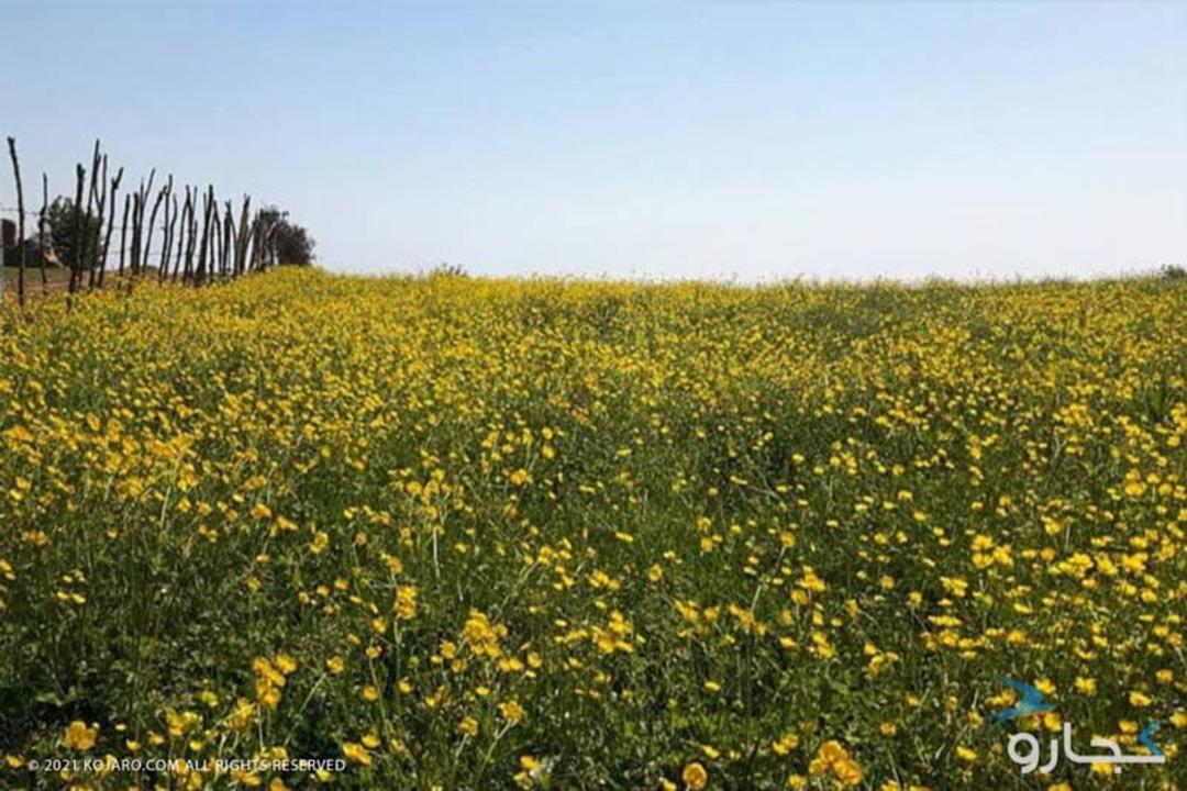 دشت گل در ییلاق های اطراف جنگل دو هزار و سه هزار