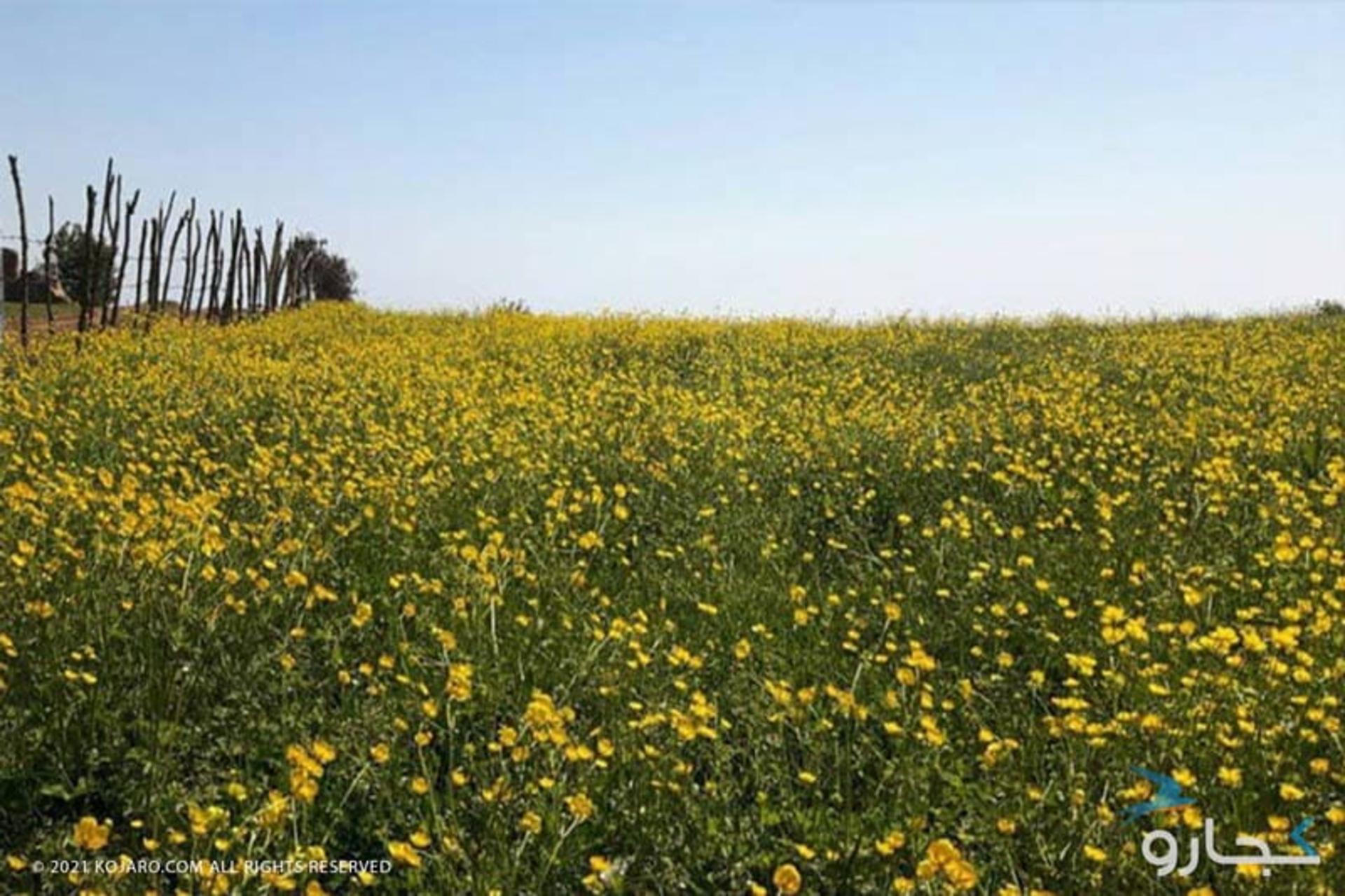 دشت گل در ییلاق های اطراف جنگل دو هزار و سه هزار