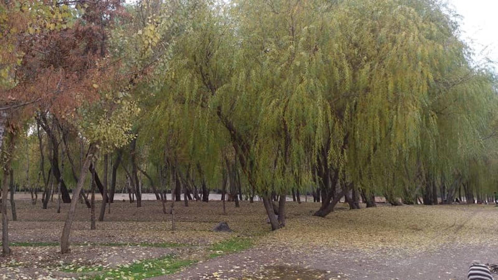 پارک ناژوان