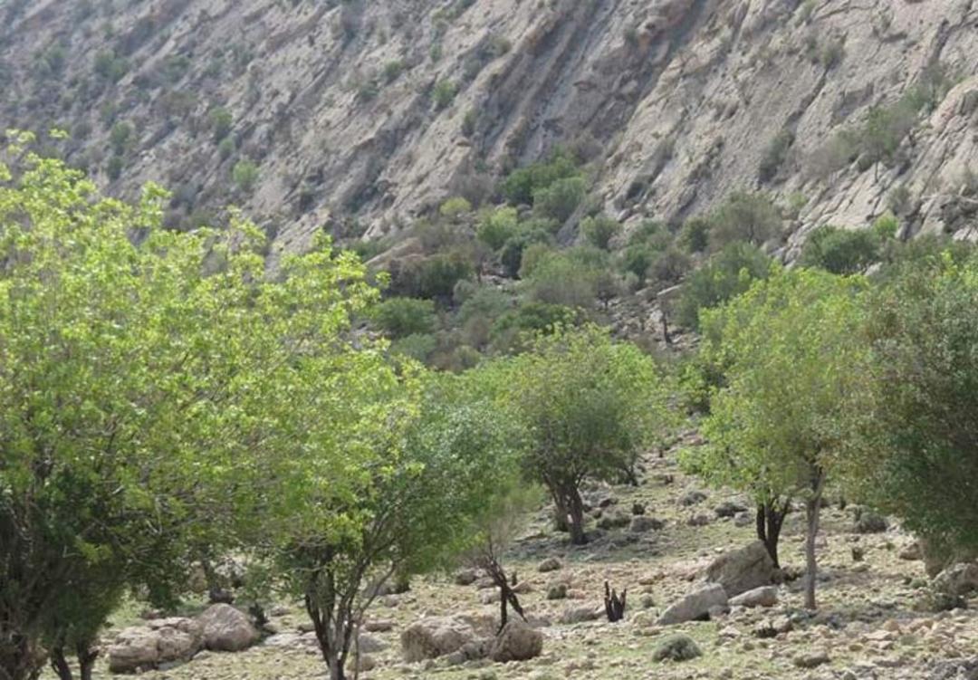 درختان در پای کوه در جنگل بناب ارسنجان