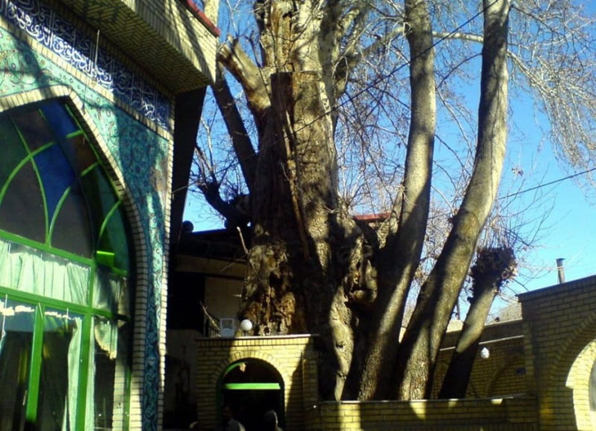 درخت چنار برغان