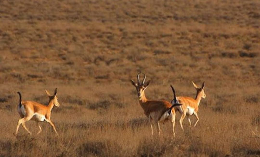 گوزن های شاخدار در پارک ملی بمو شیراز