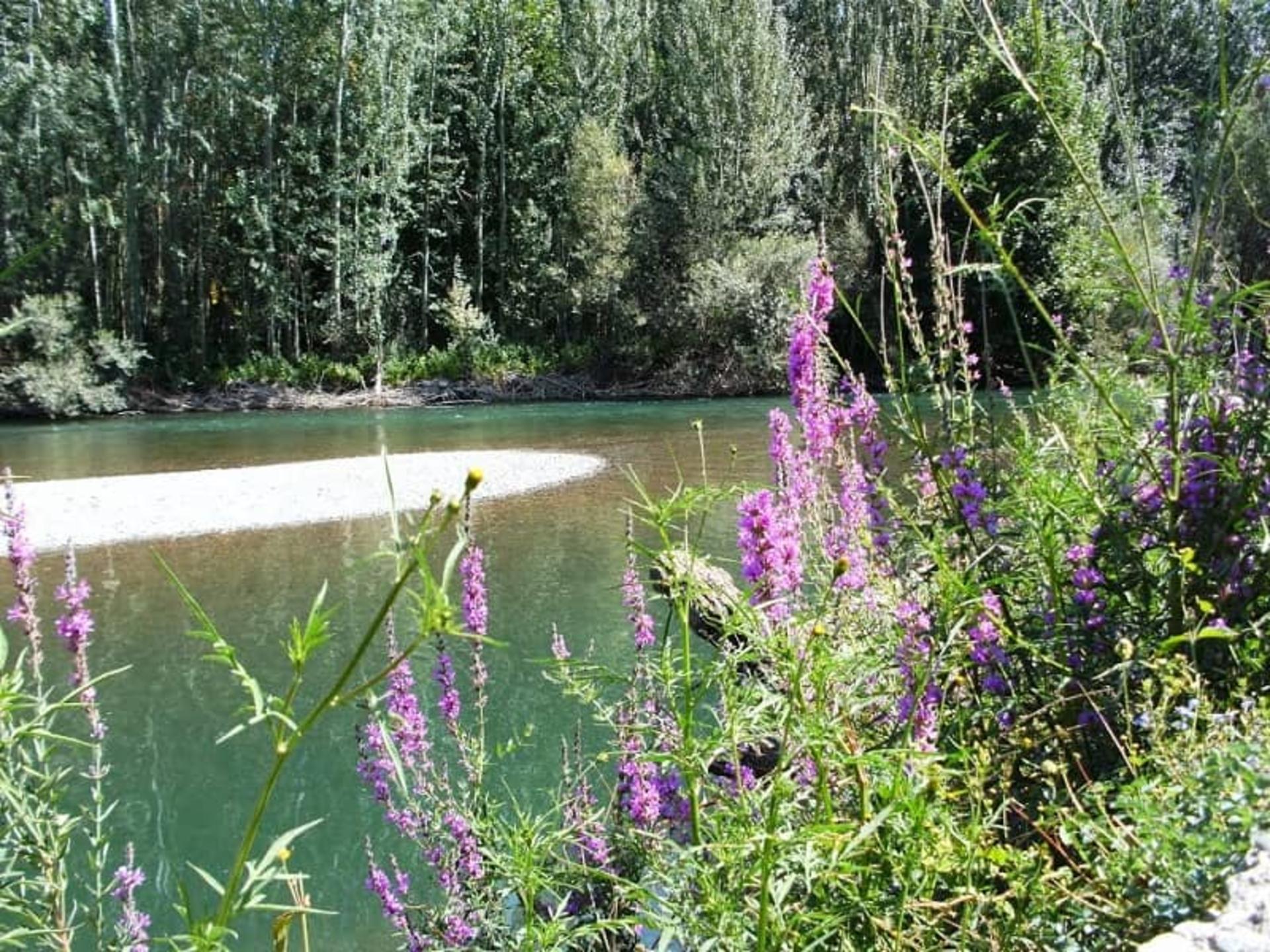 گل های بهاری در روستای هوره