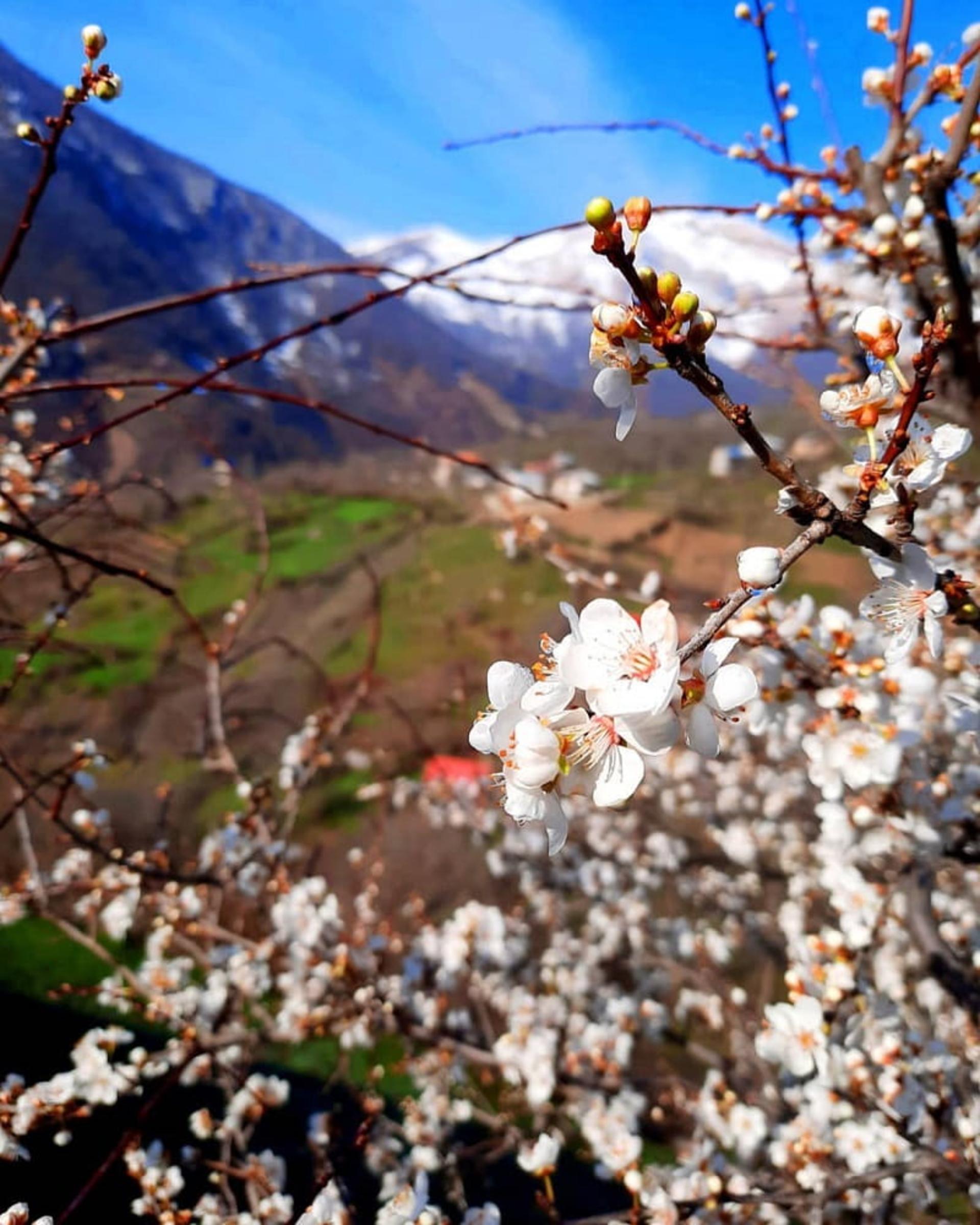 شکوفه‌های نمکدره