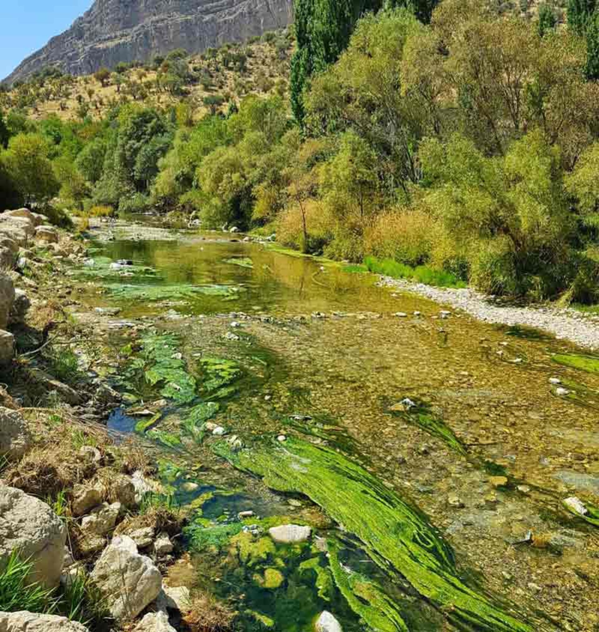 مسیر آبگیر تنگ تیزاب در جنگل کوهستانی