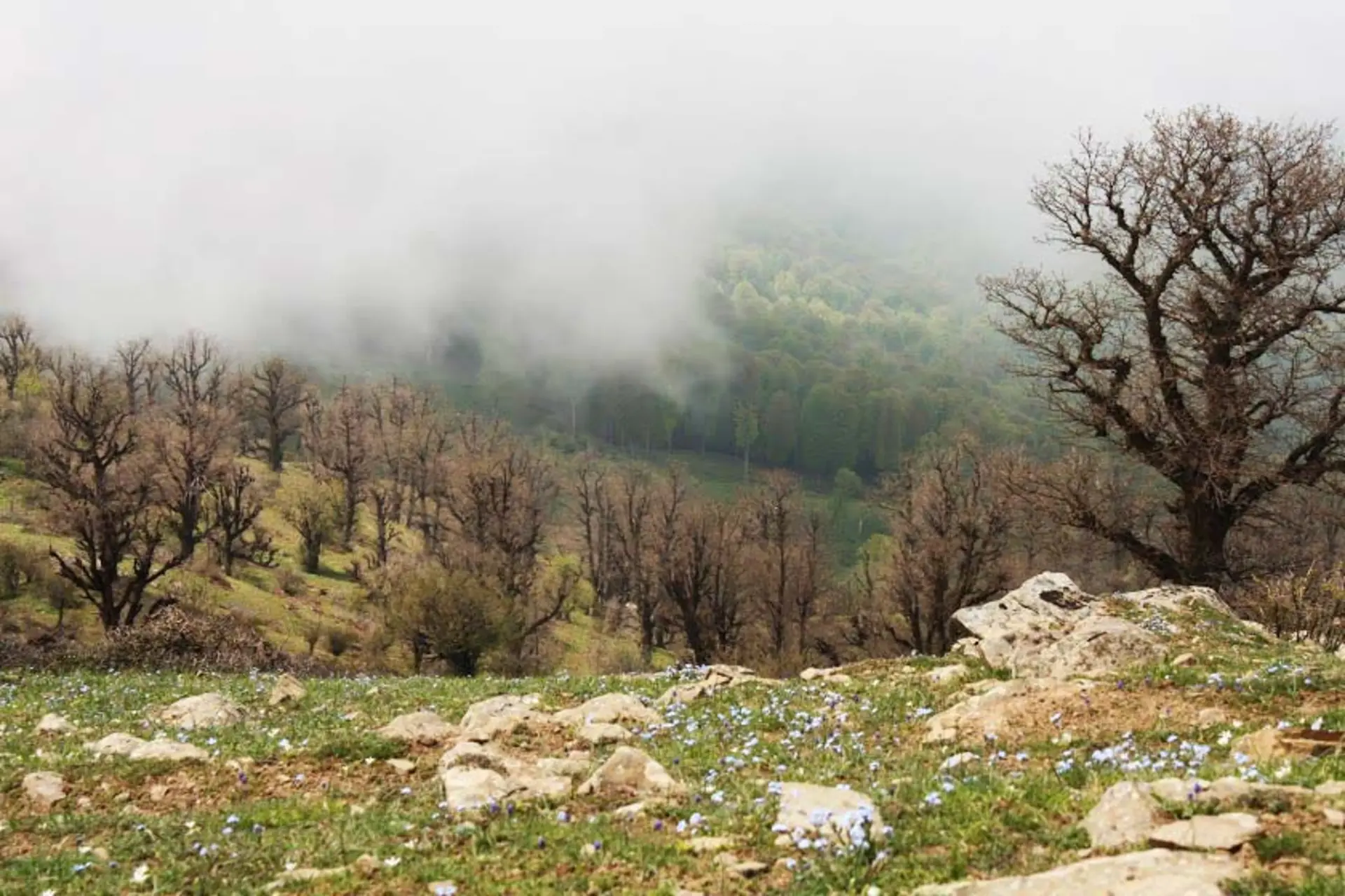 طبیعت بکر مازیچال