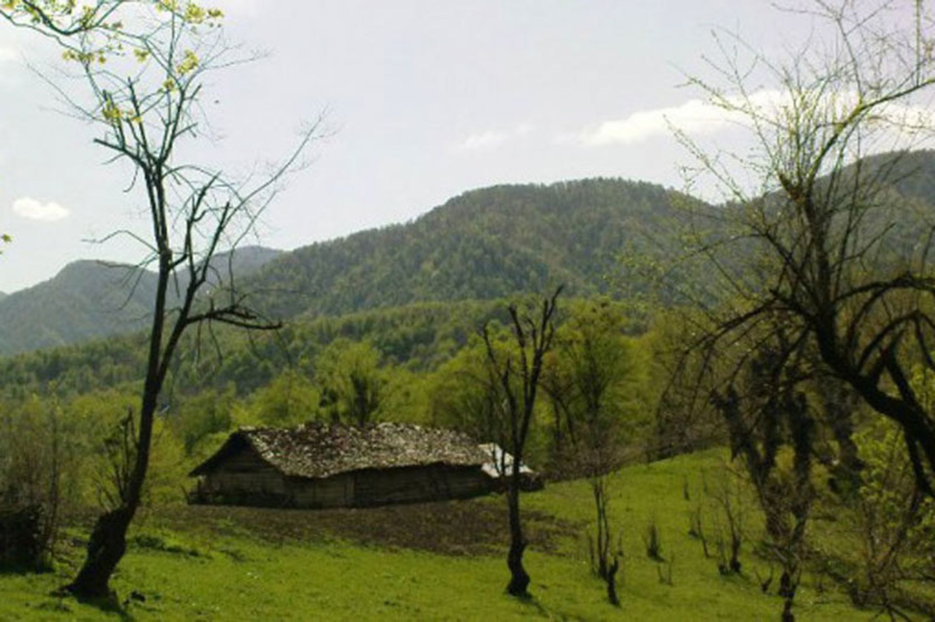 جنگل کنوس چال