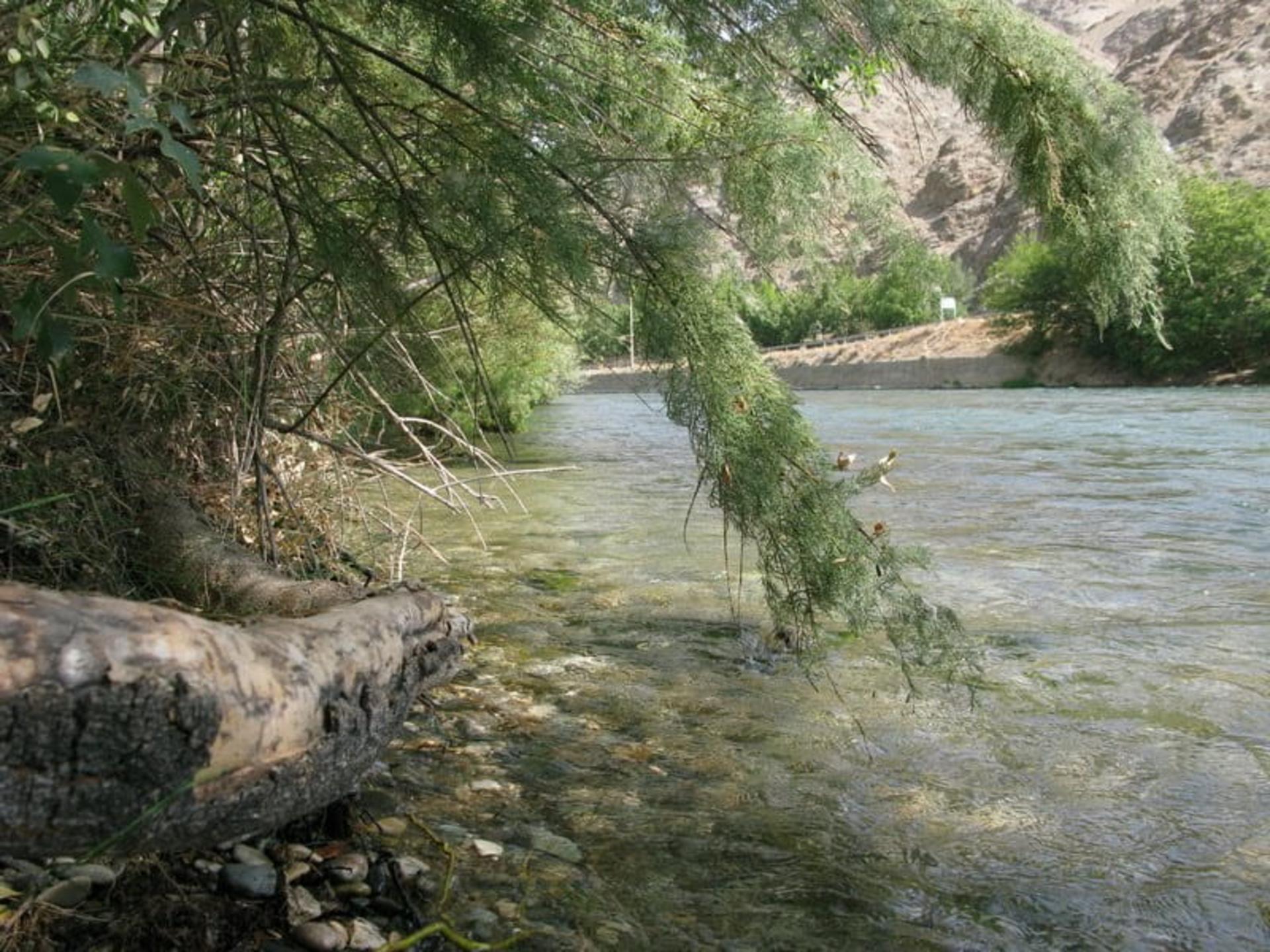 پوشش گیاهی حاشیه زاینده رود در روستای قوچان