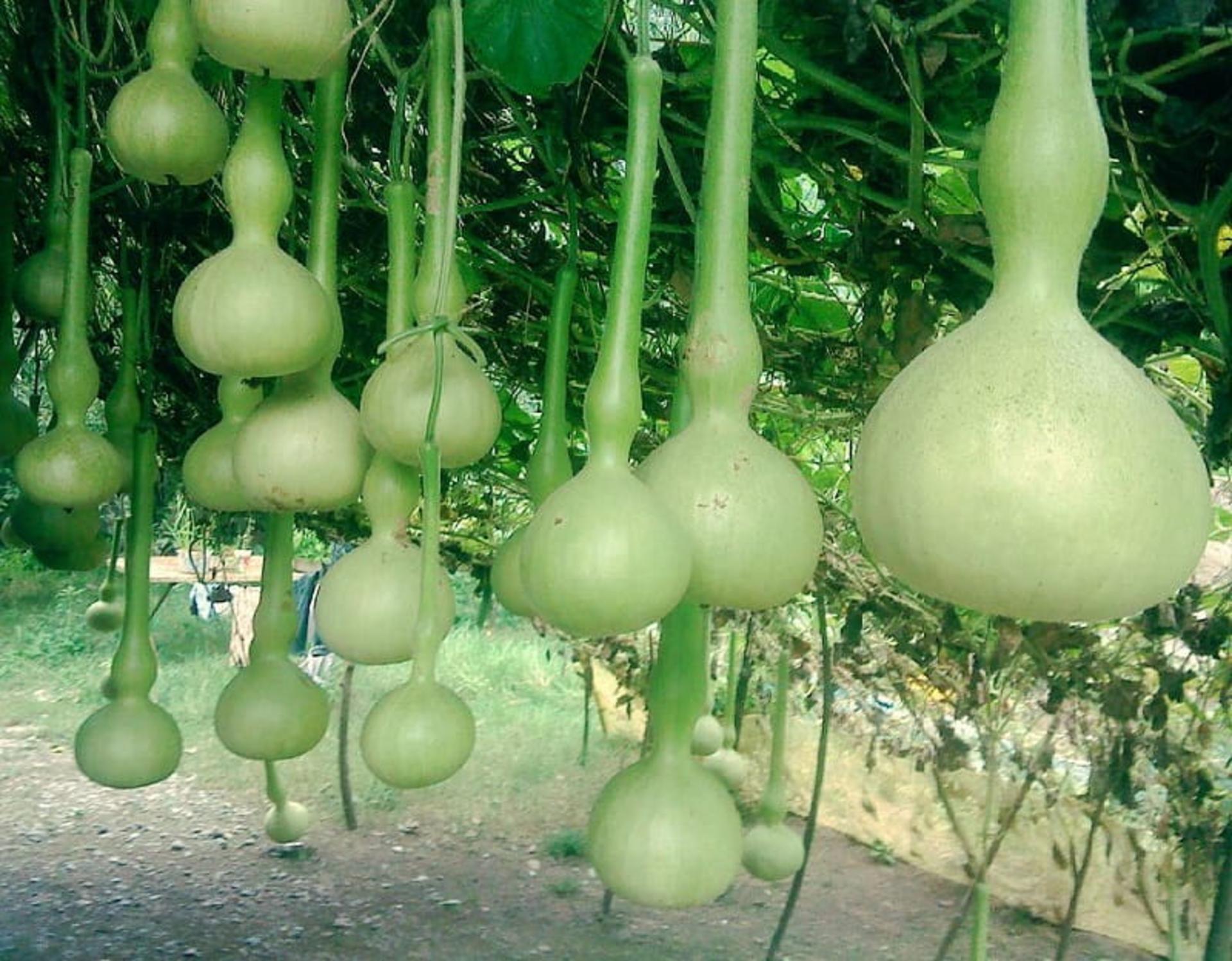 کدوی مخصوص قلیان