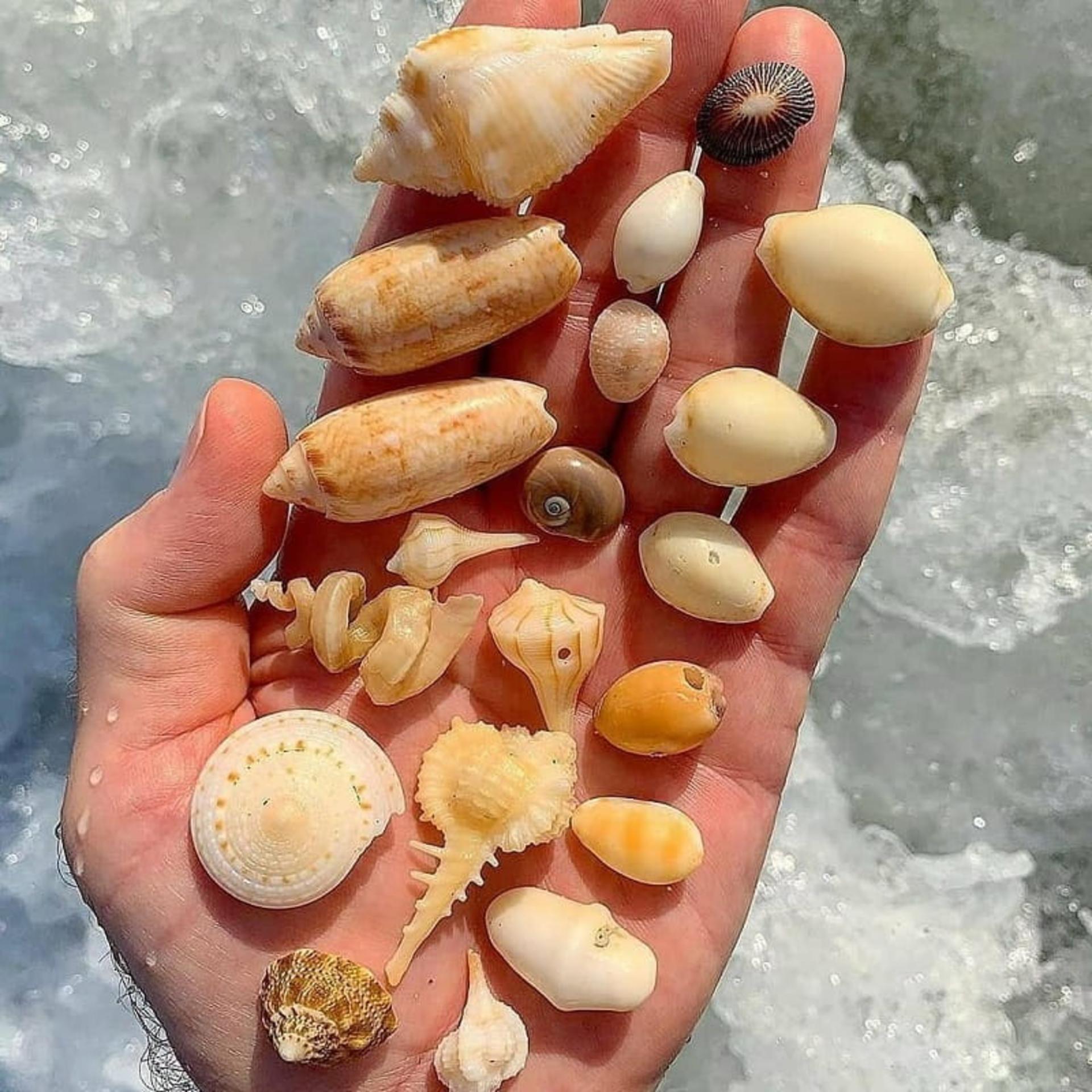 انواع صدف و گوش ماهی